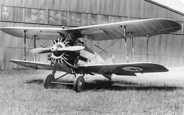 gloster gamecock